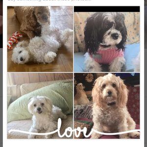 Meet your Posher, Yolanda